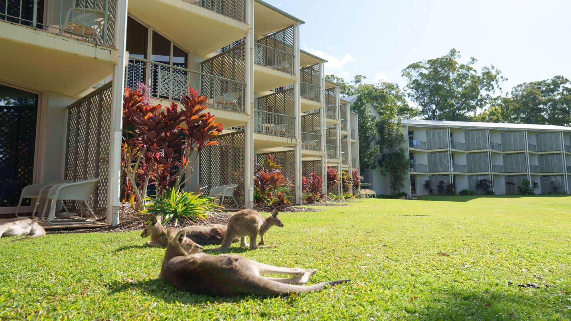 Intercontinental Sanctuary Cove Resort By Ihg Gold Coast Exterior photo Kookaburra Sanctuary